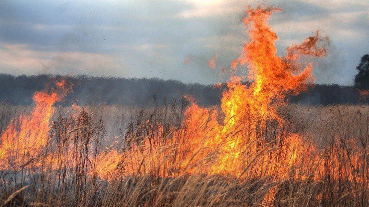 Фото: сжигание травы / regionorel.ru