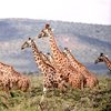 "Жирафьий" иммунитет: животные адаптировались к смертельной человеческой болезни