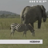 У Кенії популяція слонів під загрозою вимирання