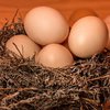 НАБУ обвинили в падении производства яиц в Украине на 16%
