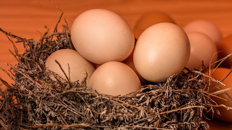 Производство яиц в Украине/ Фото: pixabay.com