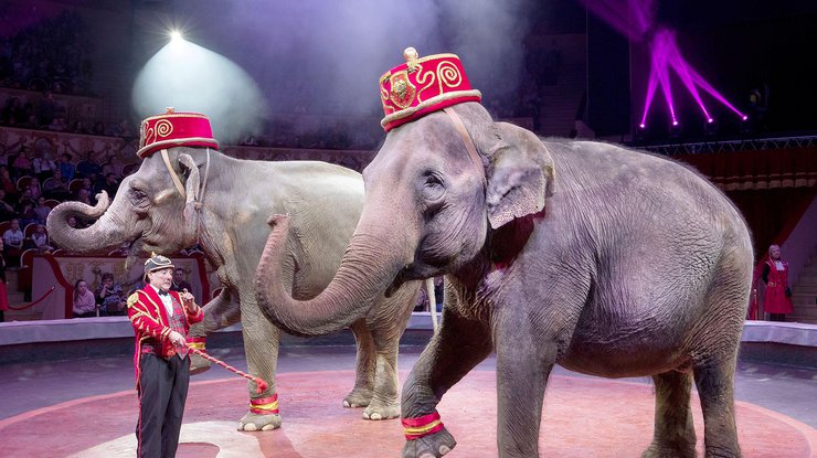 В цирке один слон напал на другого/ Фото: rg.ru