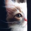Отзывается на "кис-кис": под Москвой нашли воспитанную кошками девочку
