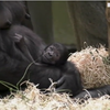 У Берлінському зоопарку народилась дівчинка-горила