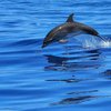 Черноморское побережье Краснодарского края усеяло трупами дельфинов и птиц (видео)