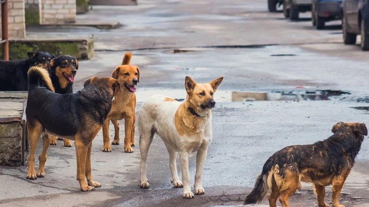 Возле Софиевской площади собаки погрызли авто