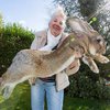 Самого большого кролика в мире украли в Великобритании (фото, видео)
