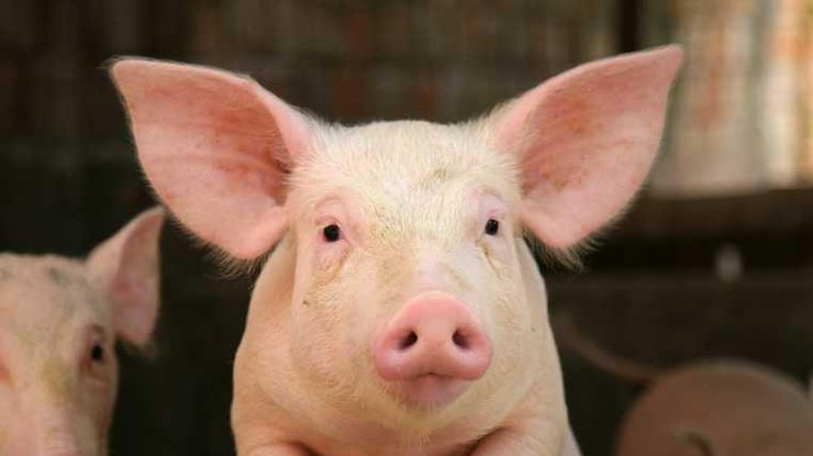 Из-за АЧС забьют 21 тыс. свиней