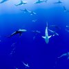 Вода кишила акулами: выживший дайвер показал удивительное видео 