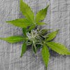 В Раде готовят закон о легализации медицинской марихуаны