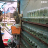 В'єтнамець рятує екологію за допомогою розведення рибок