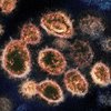 Борьба с коронавирусом: обнаружены гены-воины с инфекцией 