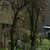 Німці прикрашають вулиці в очікуванні Великодню