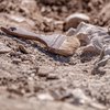 Находка тысячелетия: ученые раскопали сотни древнейших захоронений