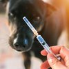 COVID-вакцинация животных: спасение или циничный обман
