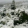 В Карпатах "зверствует" жуткая снежная буря (фото)