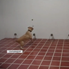 У Сальвадорі тренують собак на виявлення COVID-19