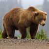 В США медведь-спортсмен устроил совместную "пробежку" с мужчиной (видео) 