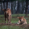 В лесу под Черниговом обнаружили потомков исчезнувших животных