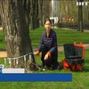 У Києві обстежують дерева за новітніми технологіями