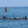 Ученые впервые посчитали дельфинов в Черном море