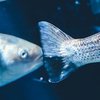 Рыба может вызвать опасное заболевание: ученые бьют тревогу