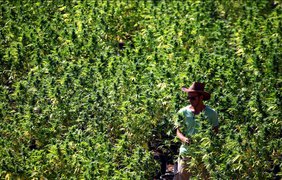 Легализация марихуаны: кого и как в Украине будут "лечить" коноплей