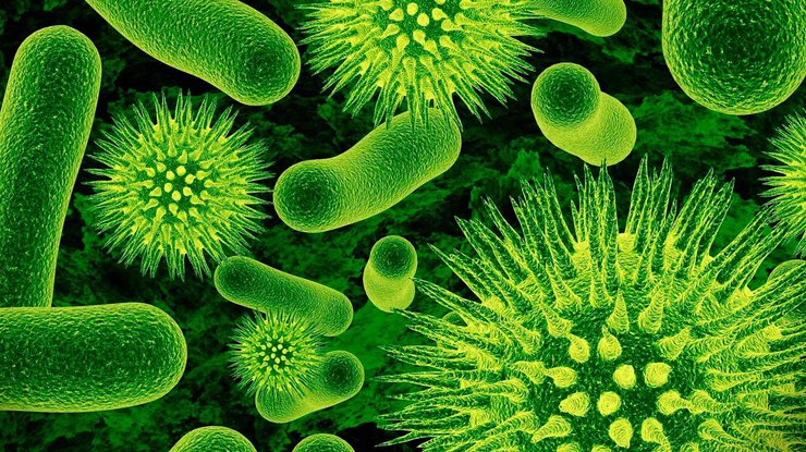 Эта бактерия обитает в кислотной среде, которая богата солями меди/ фото: Naked Science