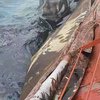 Китайский танкер разлил нефть в Желтом море 