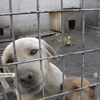 Притулок на Дніпропетровщині: тварин утримували у жахливих умовах