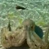 В Австралии разъяренный осьминог набросился на мужчину (видео) 