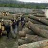 На Кіровоградщині викрили масштабний канал нелегального експорту деревини