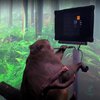 Илон Маск показал обезьяну, играющую на компьютере силой мысли (видео)