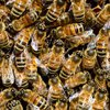 Тысячи "мертвых" пчел ожили на складах "Укрпочты"