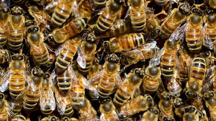 Пчелы / Фото: Pixabay