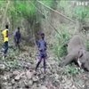 В Індії потужна блискавка вбила десятки слонів