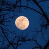 "Цветочная луна" в мае: когда ждать Cуперлуния