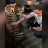 Поліція американського міста намагалася вміймати бенгальського тигра