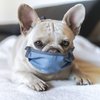 "Собачий" коронавирус: животные заражают людей новым штаммом 