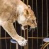Разъяренная львица напала на дрессировщица в цирке во время шоу (видео)