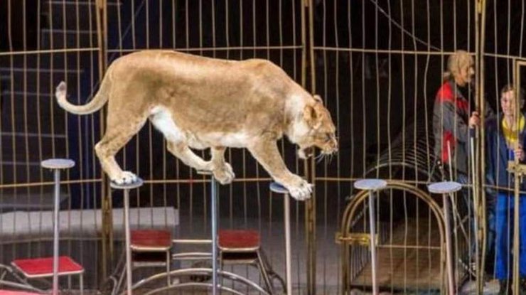 Фото: львица в цирке напала на мужчину 