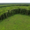На Полтавщині лісників підозрюють у крадіжці дерева