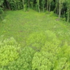 На Полтавщині лісники накрали на два з половиною мільйони гривень