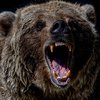 Месть лесорубам: в Карпатах свирепый медведь держит в страхе селян (фото, видео)