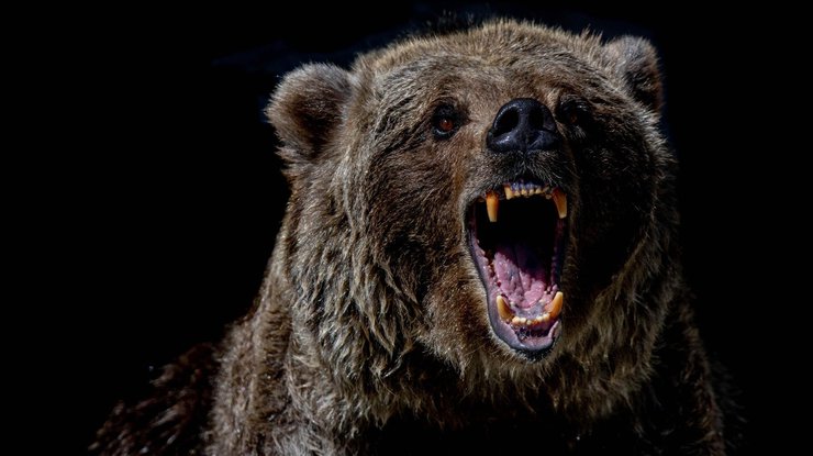 Медведь мог выйти из-за вырубки лесов в Карпатах
