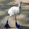 Птенец фламинго в синих ботинках покорил сеть (видео)