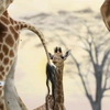 У французькому зоопарку народився жираф