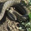 В Полтаве змея набросилась на ребенка посреди улице