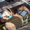Кролик-полицейский: днепровские патрульные усилились милым сотрудником (фото)