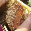 Несолодкі перспективи: чому в Україні зникає з прилавків натуральний мед